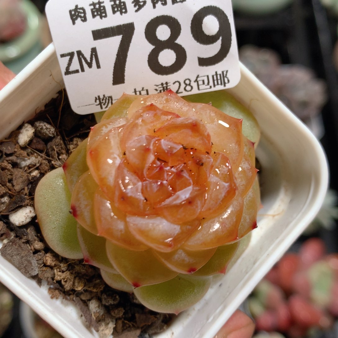 5CM拇指盆精控多肉ZM789