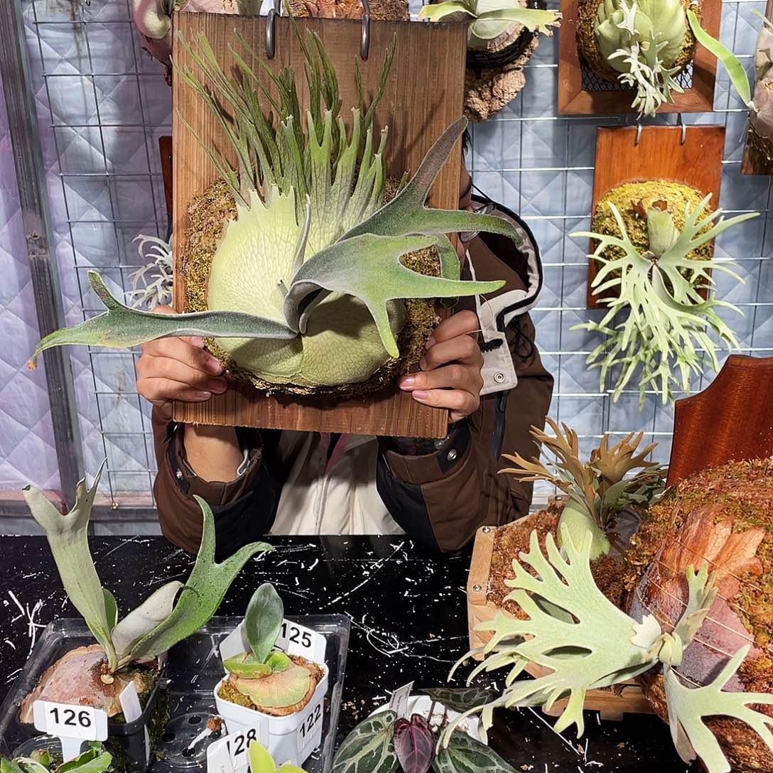 完全开放澳本河银