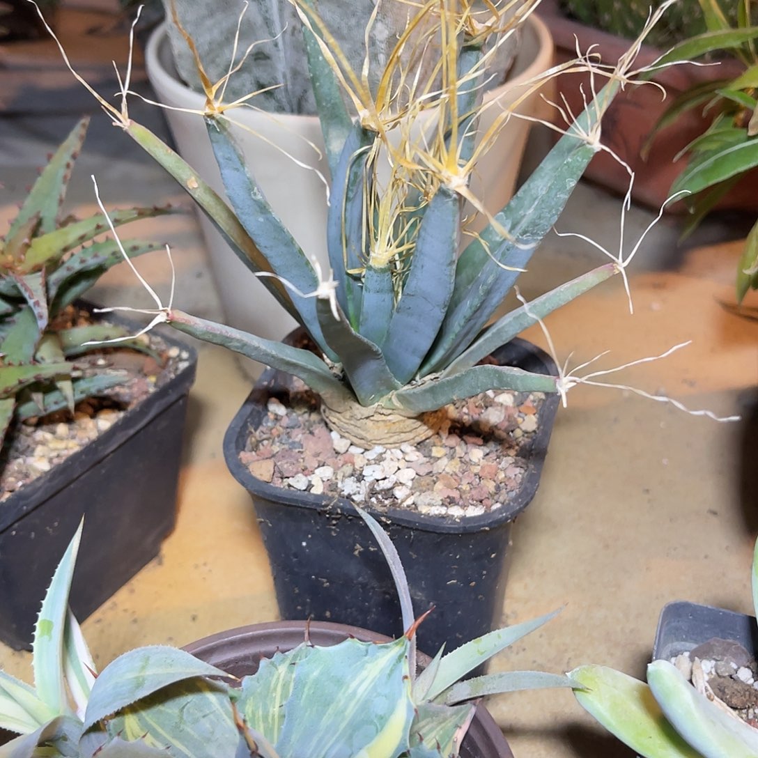 实生光山四大名球之一