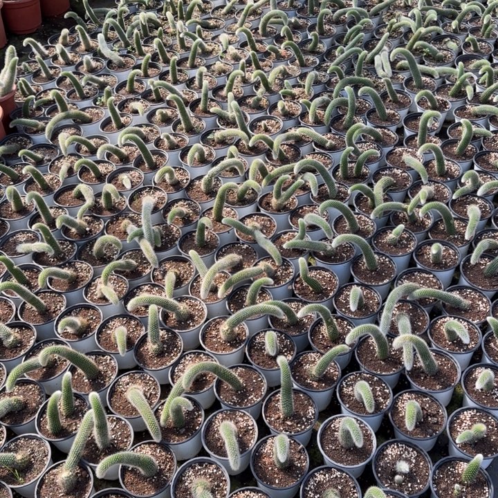 九尾狐。 单头 9.9五颗