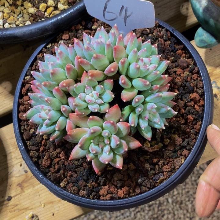 这么多事要等下星期