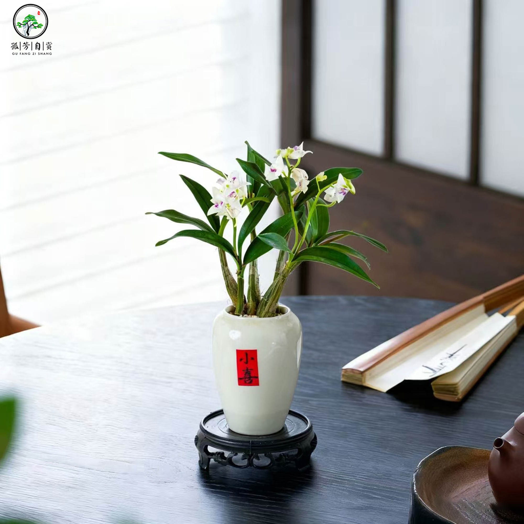 石斛兰植物室内客厅中式禅意微盆景创意茶桌小绿植懒人好养阳台