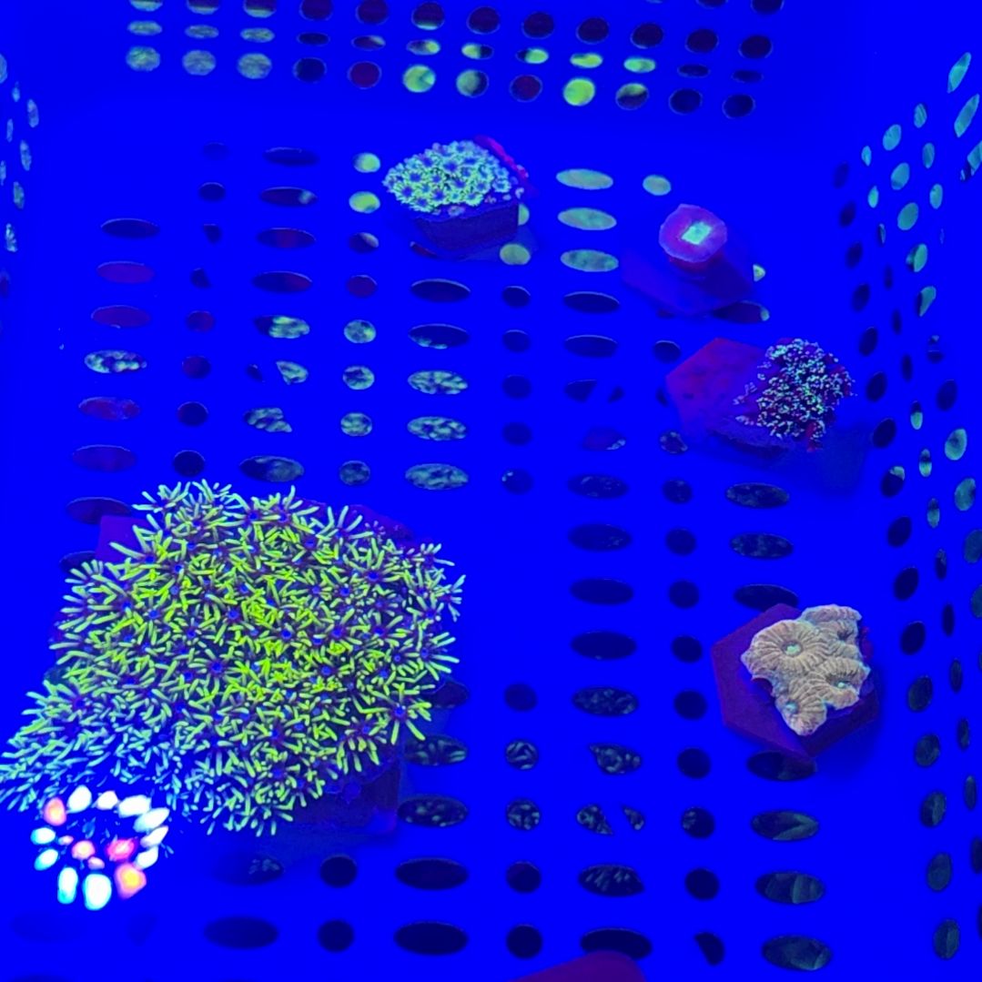 中国大陆38 号框空运发货