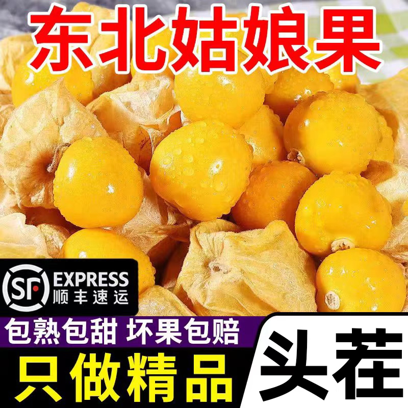 【顺丰】5斤菇娘果东北黑龙江新鲜当季姑娘果灯笼果香甜黑土地1-5斤