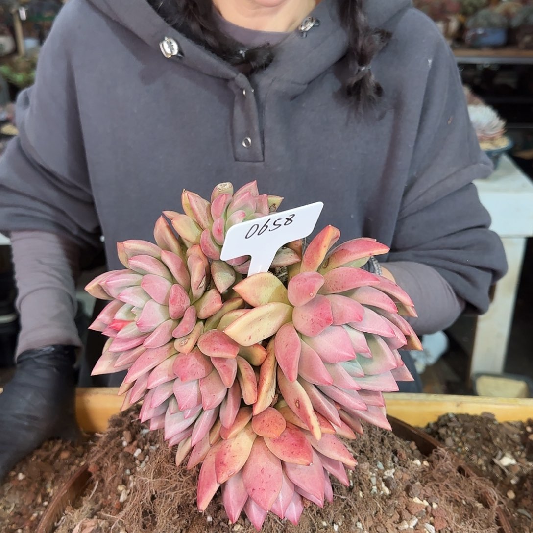 0658号赫菲斯托杂158   肉