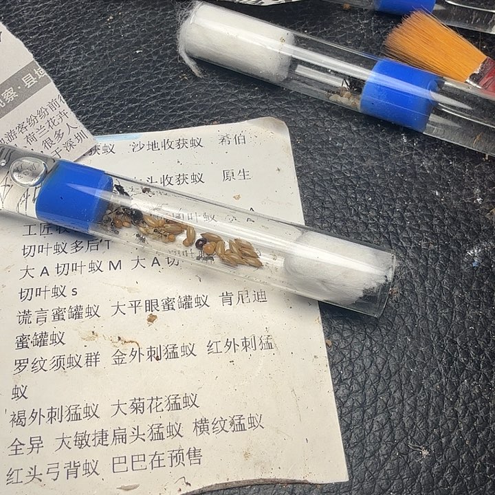 蚂蚁工坊悠*球6号工匠