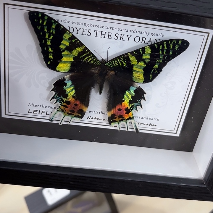 七寸新背景太阳蛾