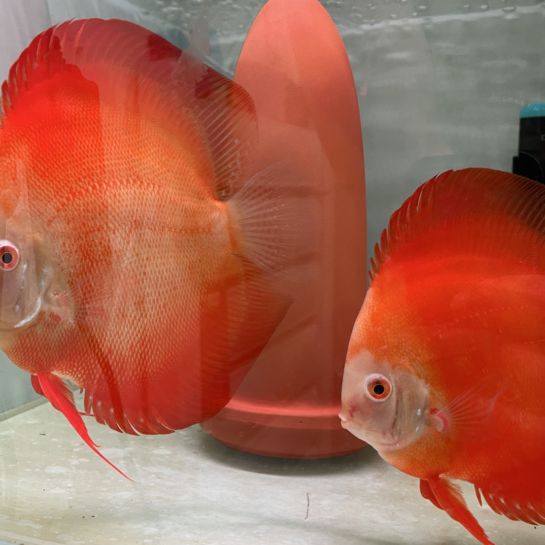 红金 肉身2厘米 七彩神仙鱼 10送5（备损）