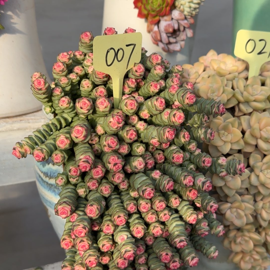 这个是真的很好看啊