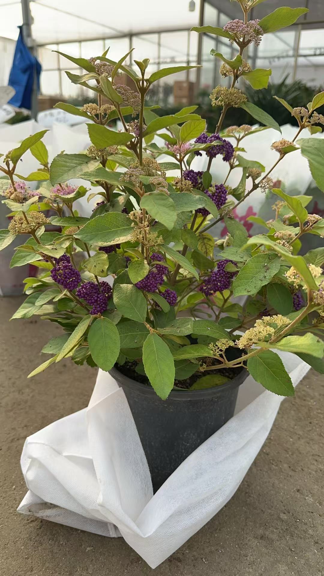 紫珠盆栽观果植物耐热耐寒适合庭院阳台好养护