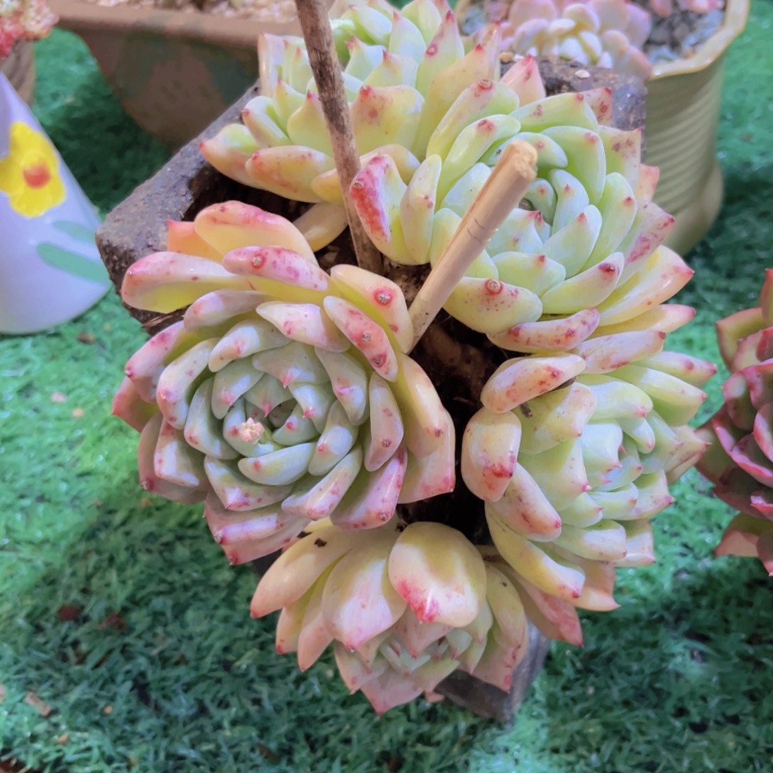白拉糖31196多肉植物
