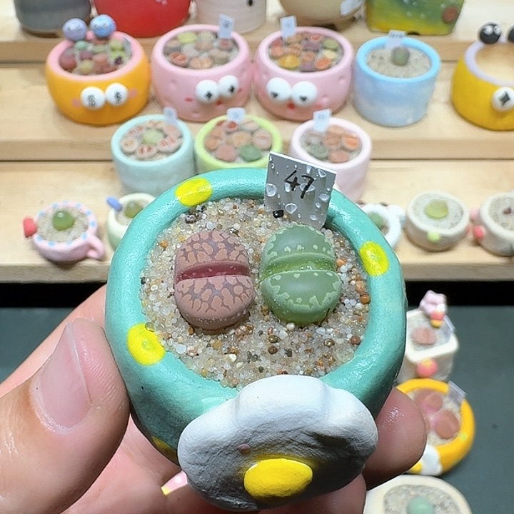 红陶蘑菇602大牙
