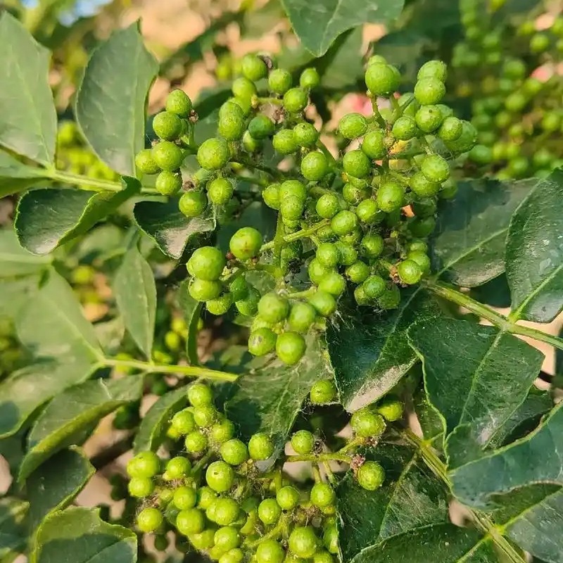 【顺丰包邮】湖南新宁正宗野生青花椒麻椒特麻特香