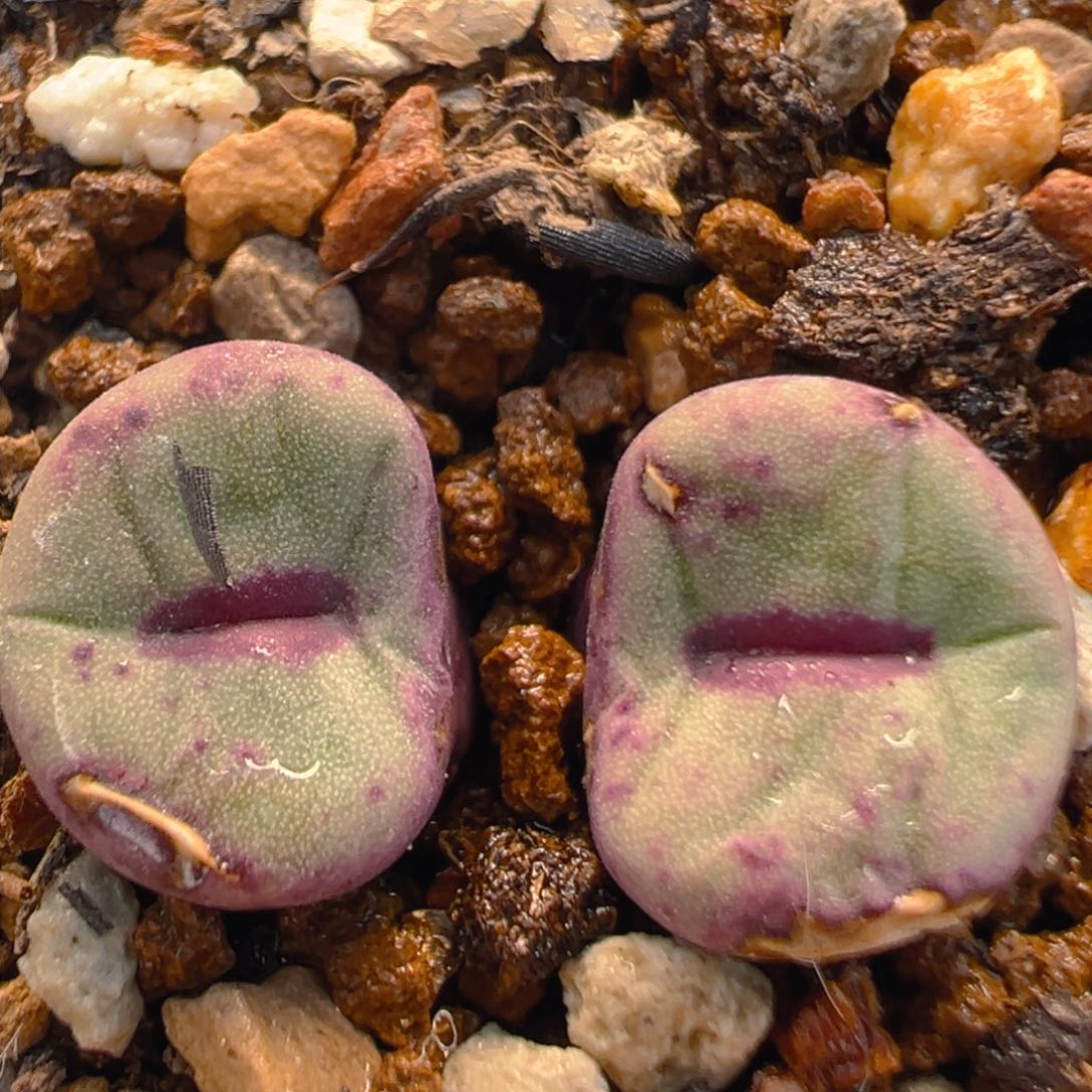 35多肉植物百科知识