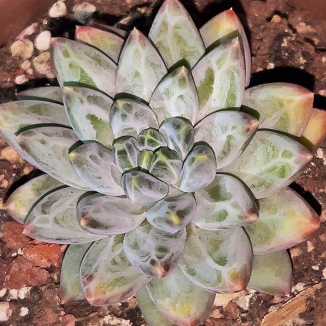 桔云多肉美人精品系列