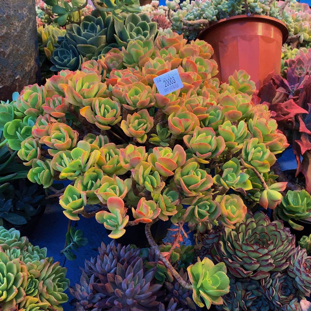 大***山    火焰玫瑰多肉20003