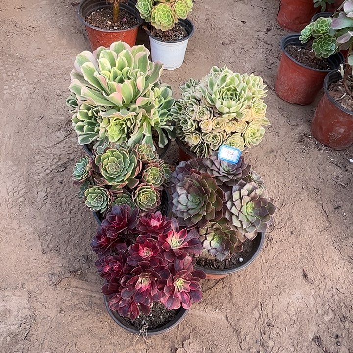 094多肉植物组合，
