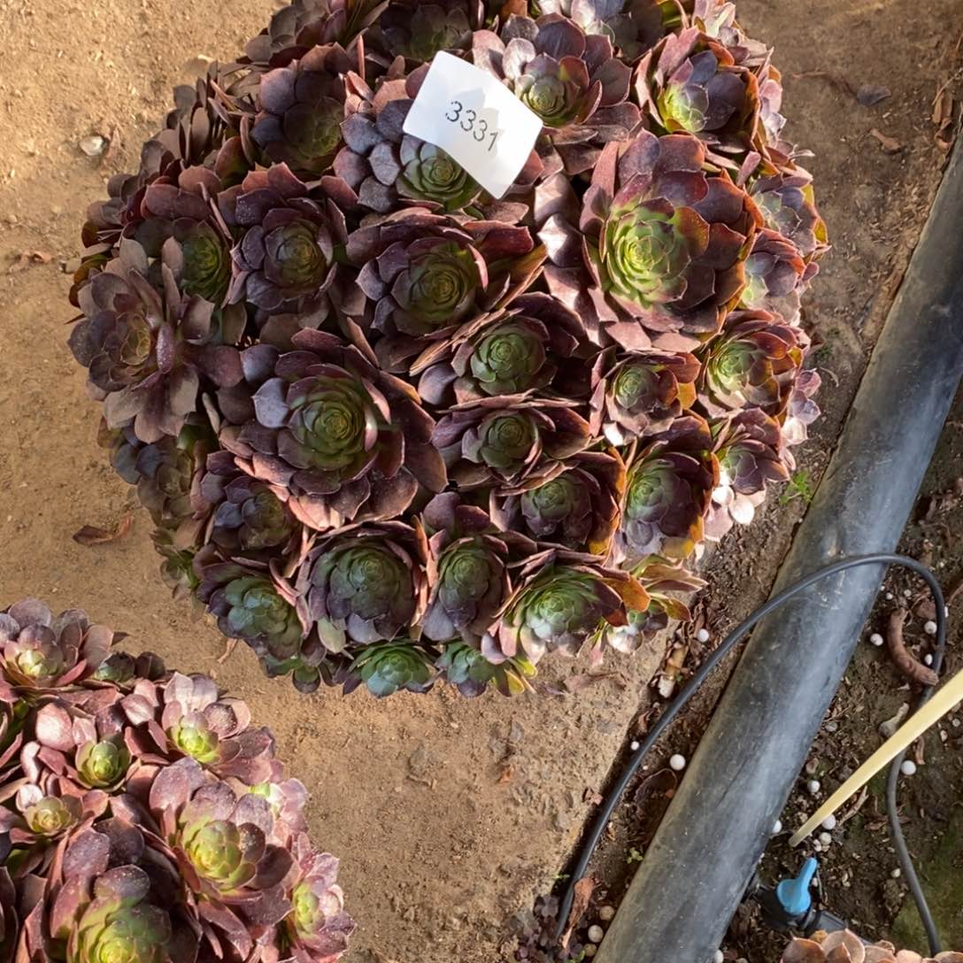 3331号万圣节3331号万圣节