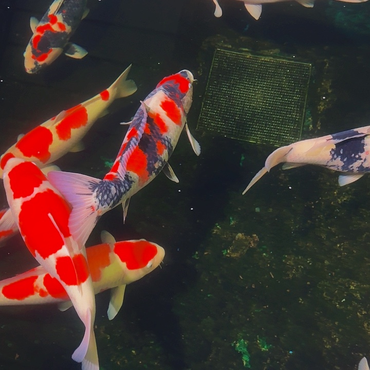 锦鲤大日红虎红白锦鲤