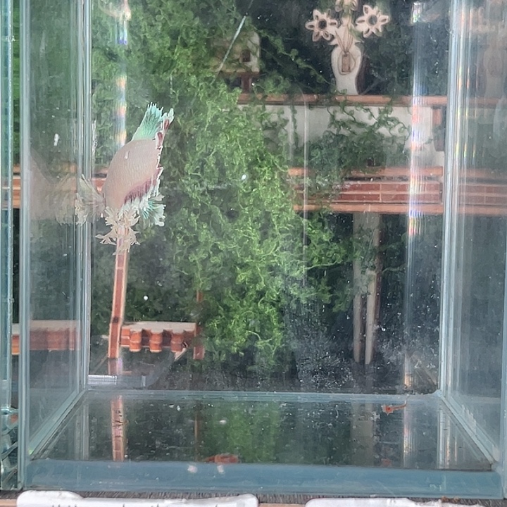 斗鱼活体不退不换谢谢