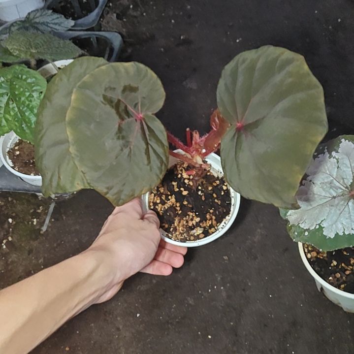 红宝石秋海棠一物一拍