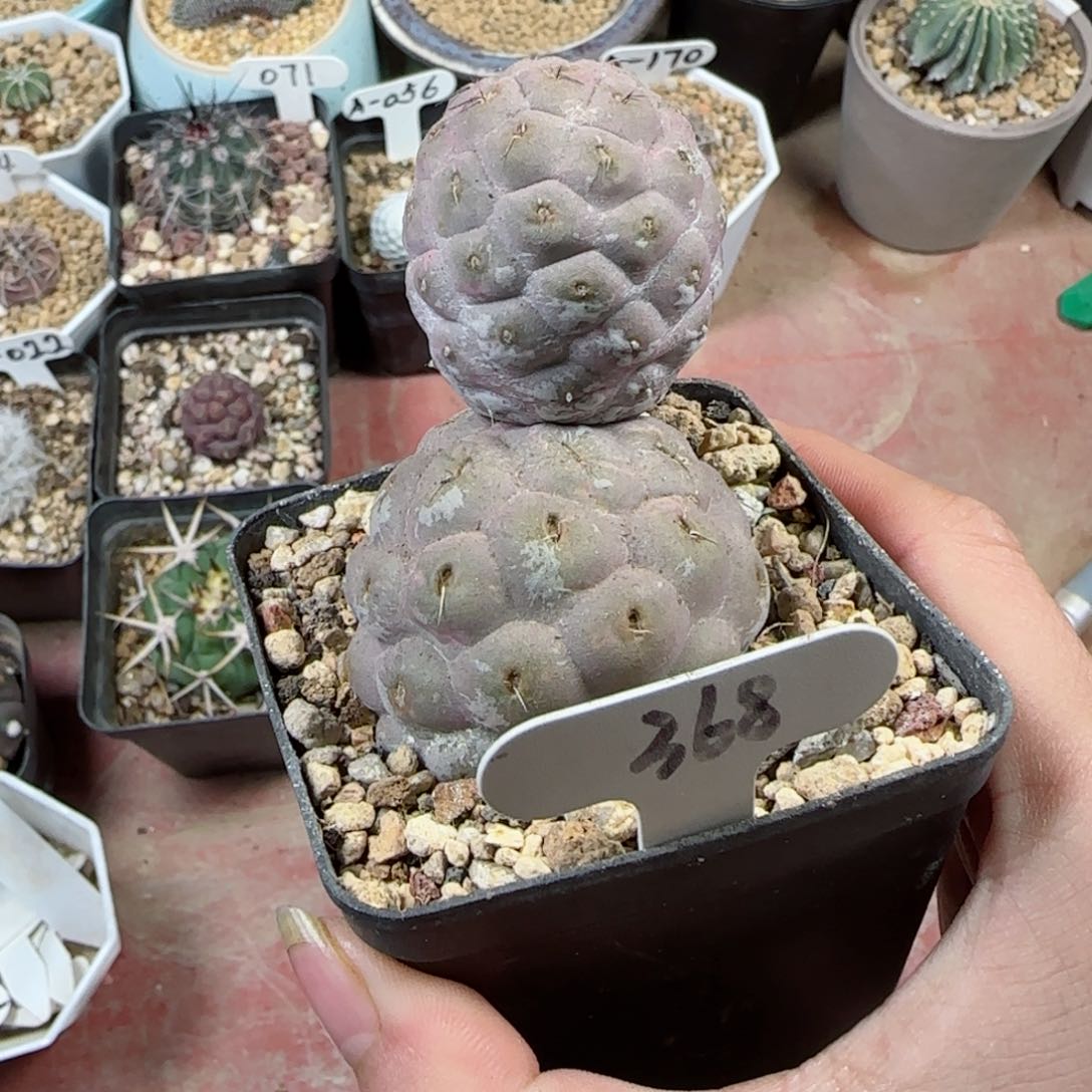 368自根大型足球习志野多肉