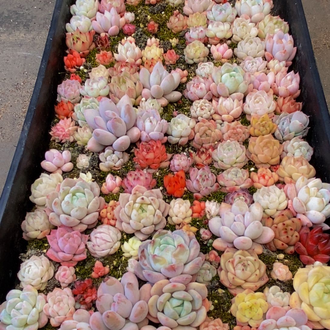 735多肉植物保护研究所