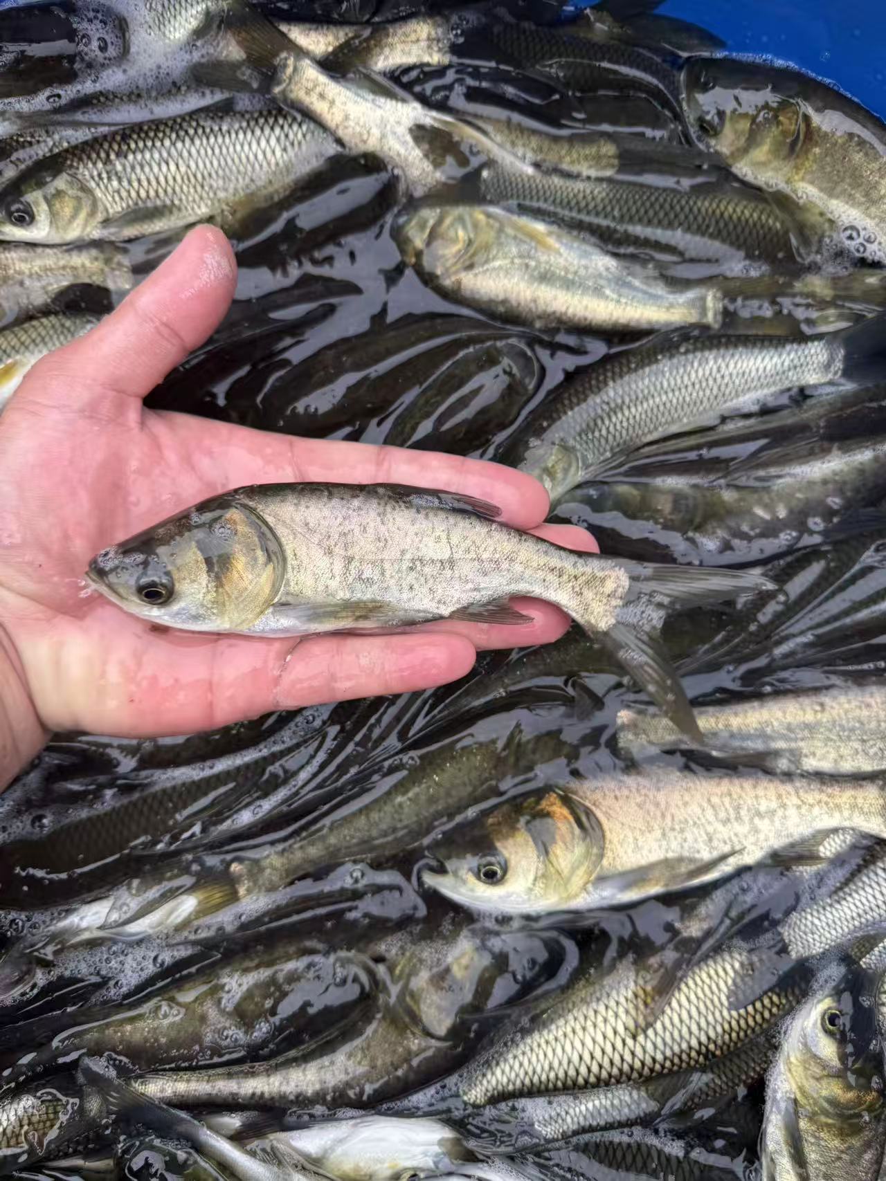 水族 花莲 大头鱼 淡水养殖 四川眉山发货 宠物鱼