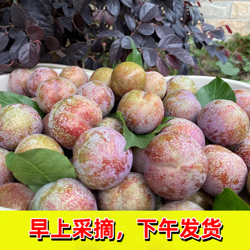 【清园价】正宗钱排三华李新鲜现摘红心李子净重发货1斤 2斤 3斤 5斤广东省