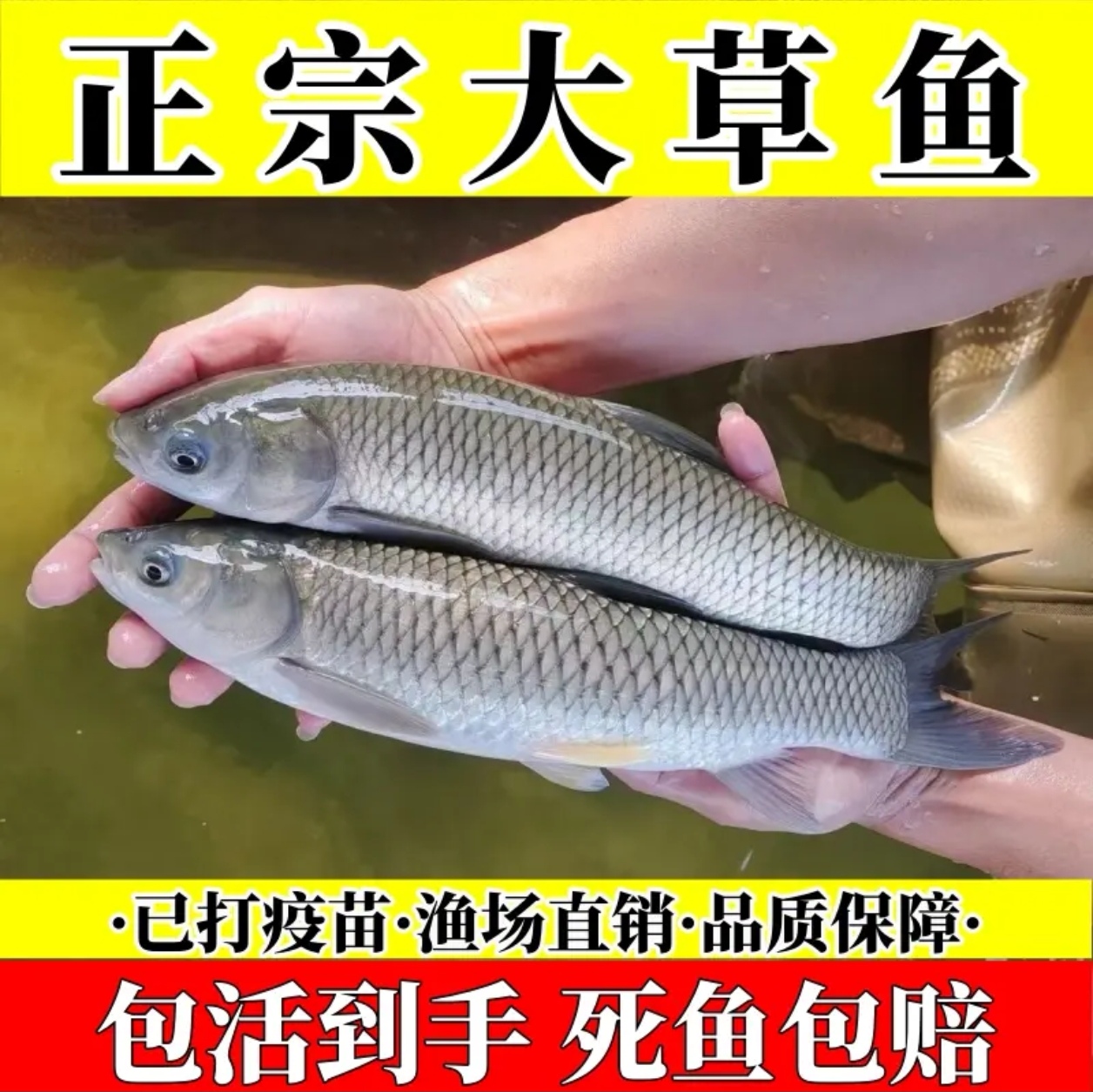 优质草鱼苗江苏发货包邮包活淡水鱼养殖好养水族活体宠物鱼