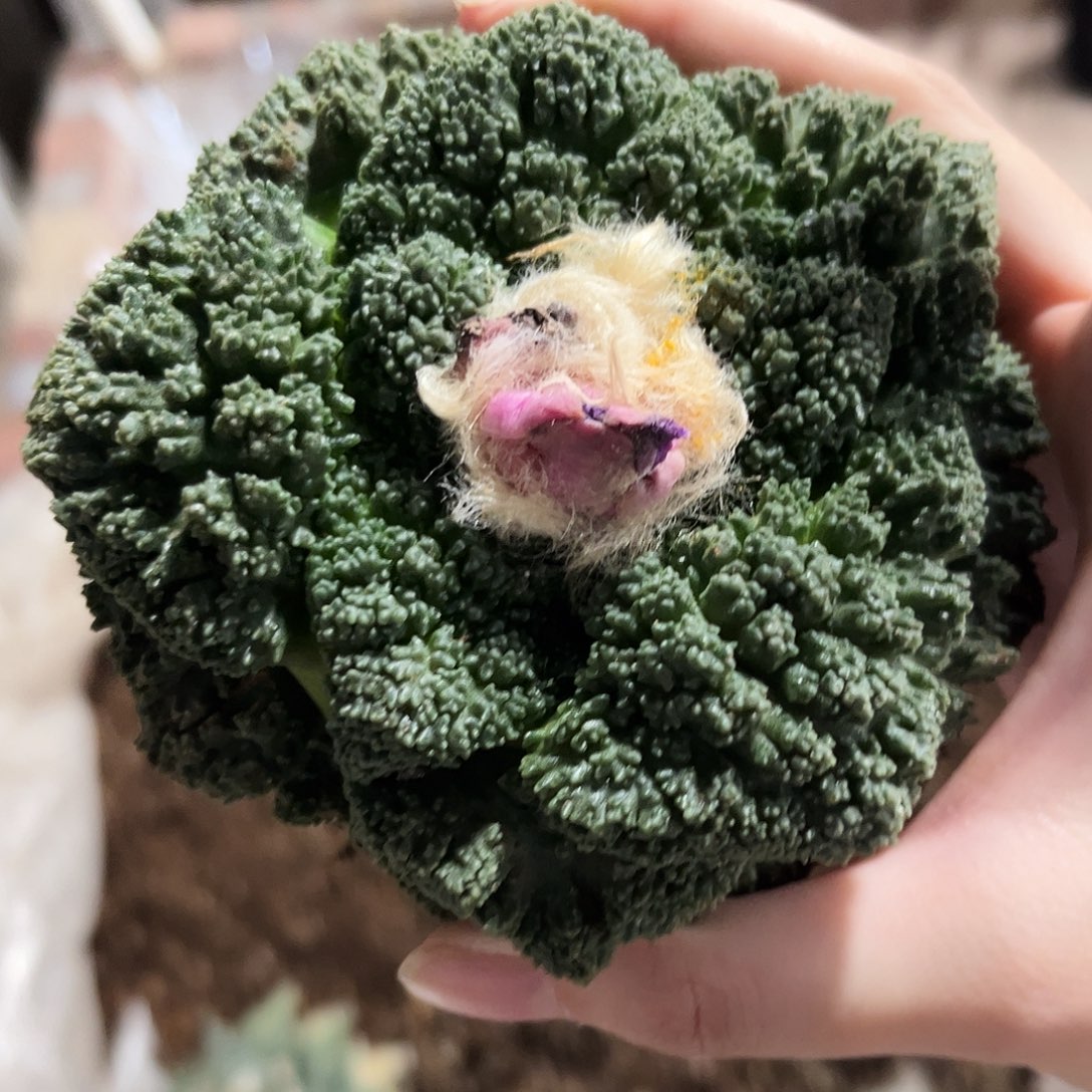 23号11cm自根超级哥斯拉炸尤