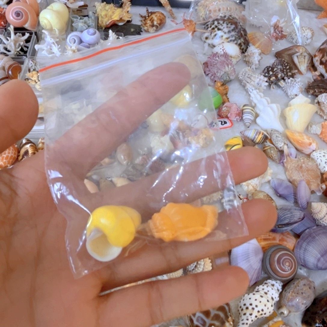 大理石磁石略***)天然贝壳海螺批发零售