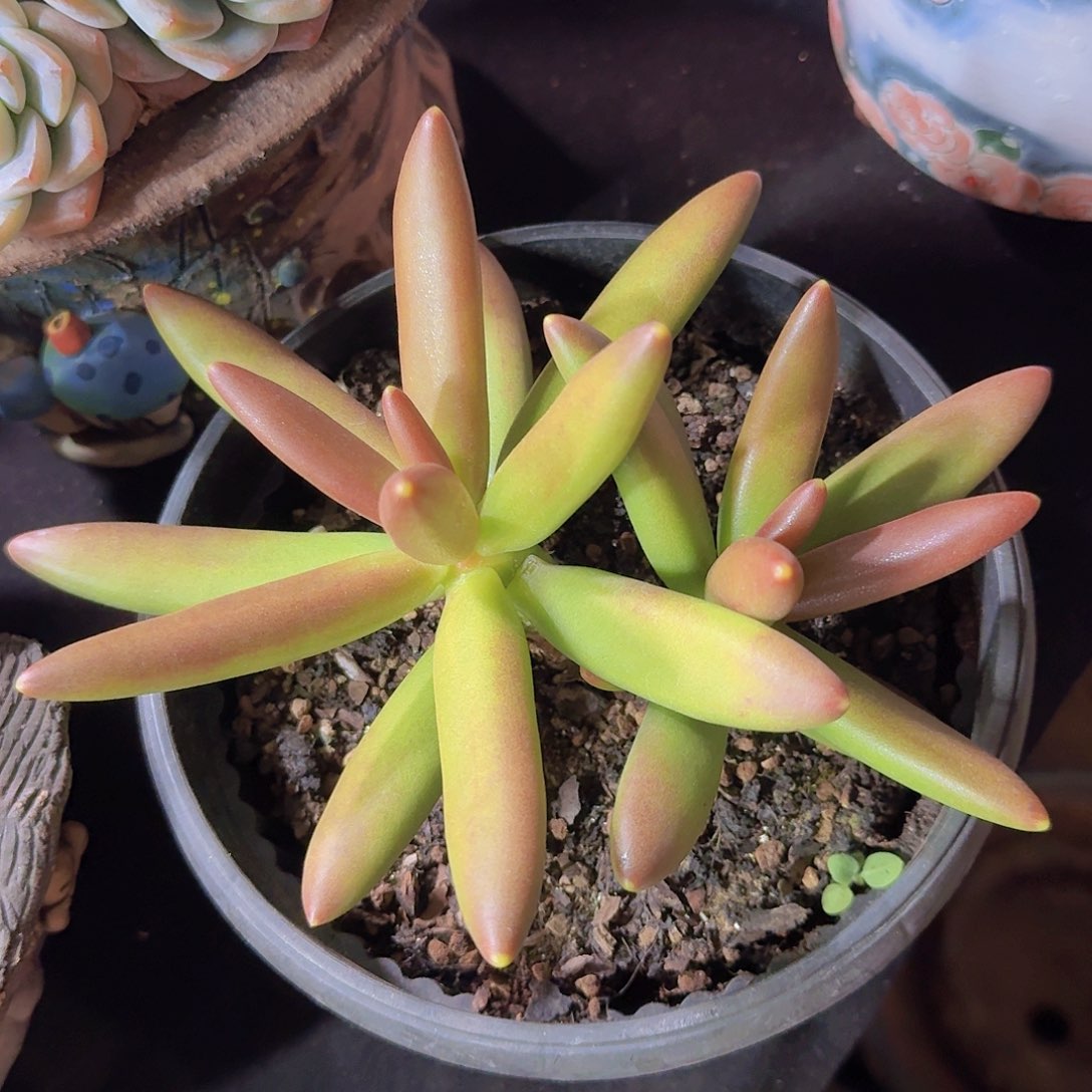 椰子树多肉一物一拍