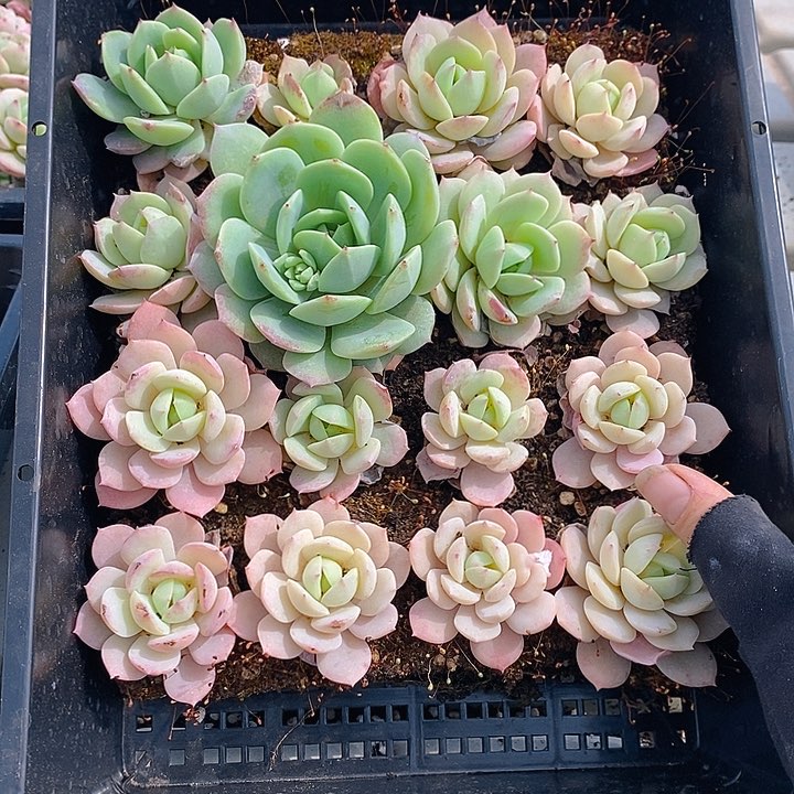 166 多肉植物盆栽花卉植物