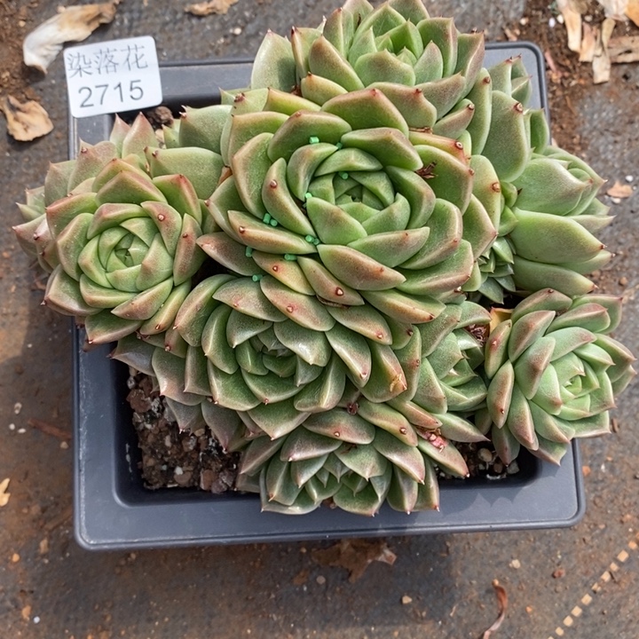 叮***5精品多肉植物2715