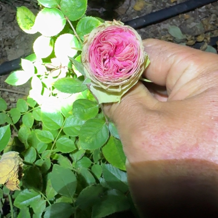 无花朵多头牧羊女裸根