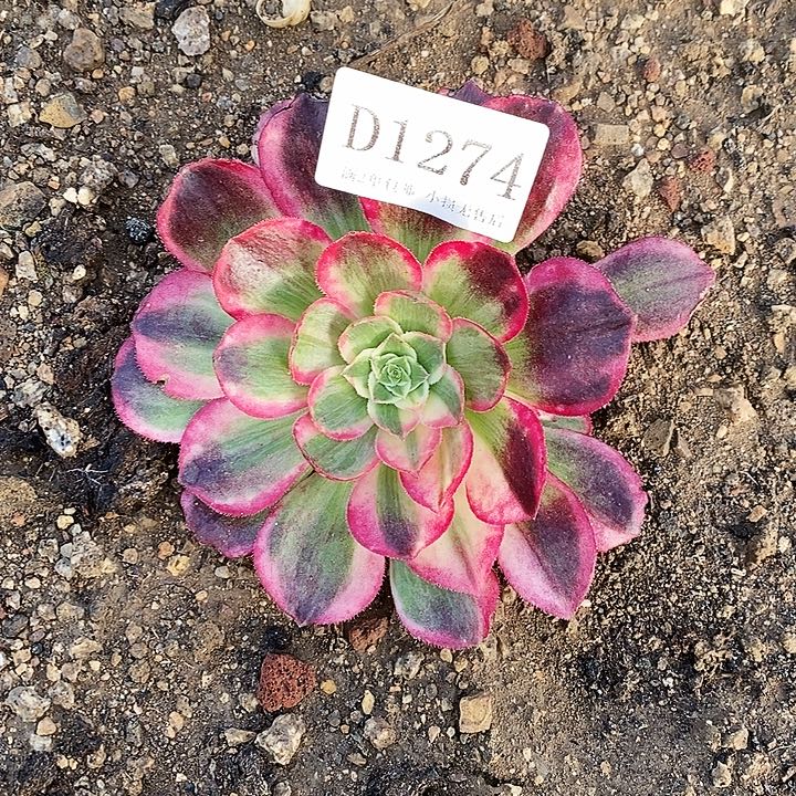 1274玉芙蓉多肉砍头无根