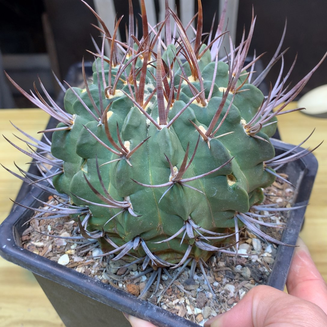 从***了     16号 自根 龙剑丸整体14公分 微瑕疵