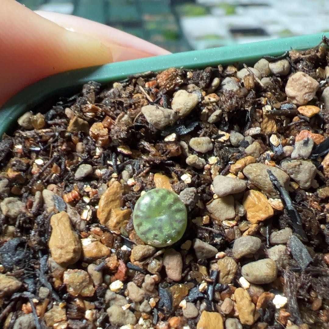 冷***知特选77自留款多肉