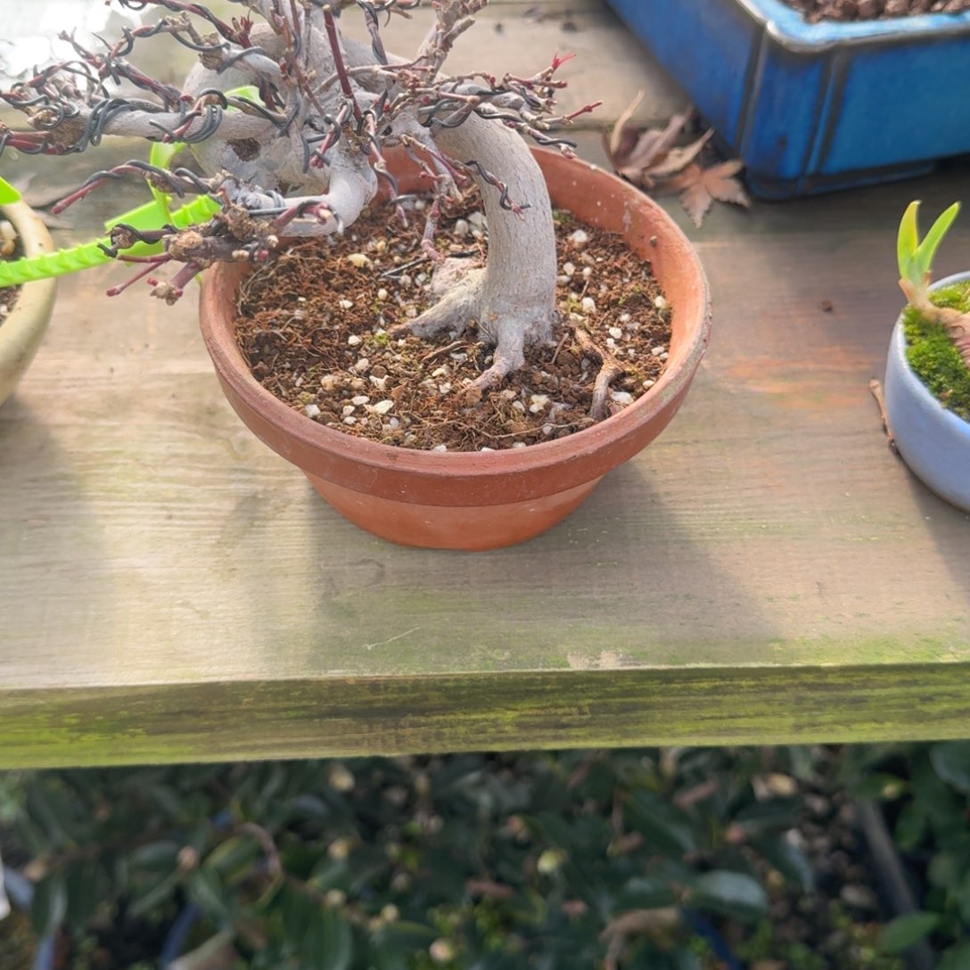 小***无花朵日本山红叶枫树6622