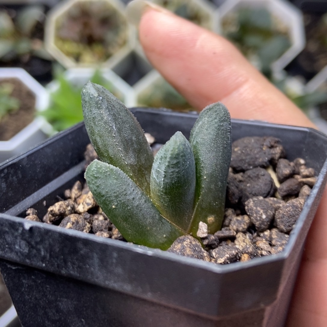 黑王万象一物一拍