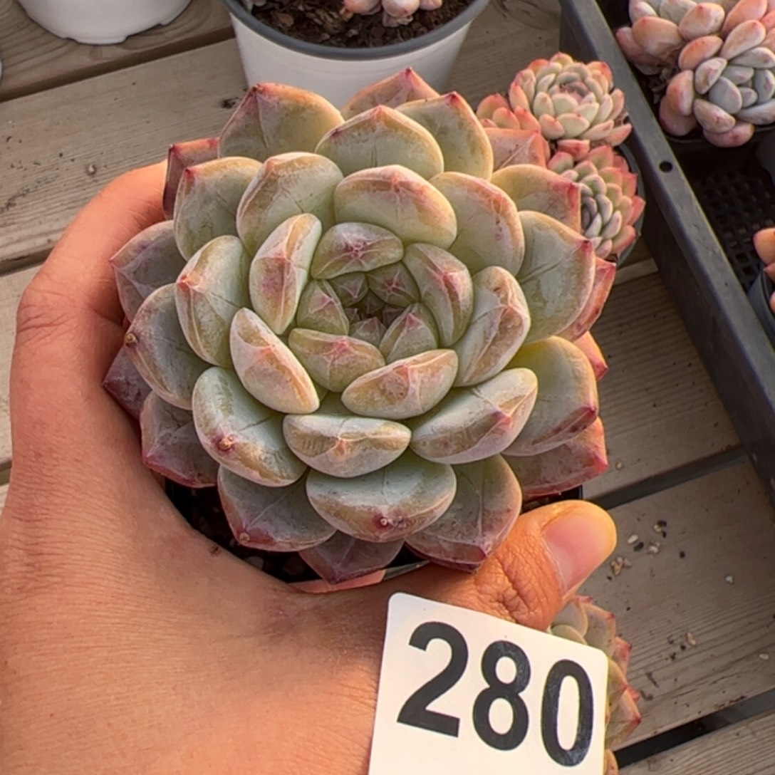 沫****280  多肉植物组合盆栽