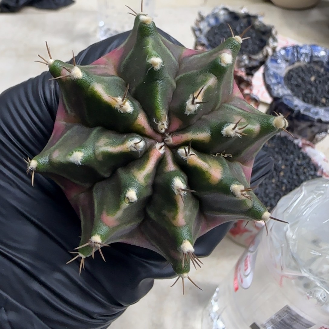 周***到泰系实生米哈福利价