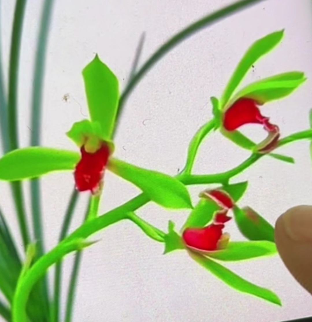 兰草绿植盆景花卉春兰惠兰