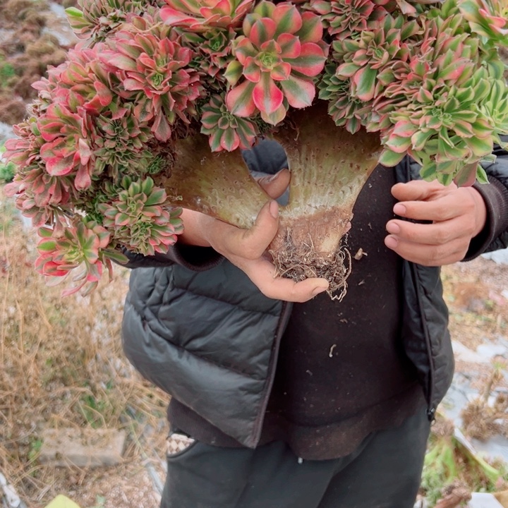 ****药红袖醉话32号有老伤多肉法师