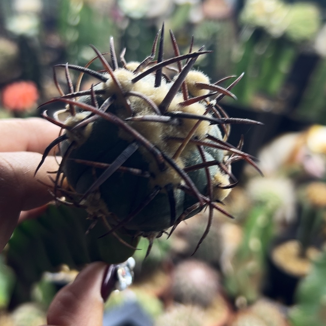 平丸仙人球1111111