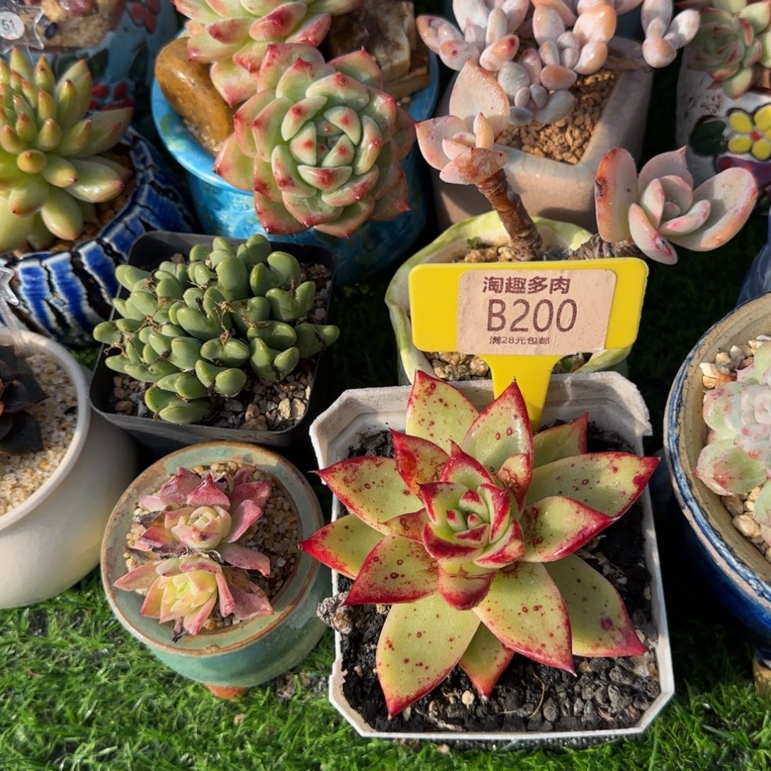 一***·多肉植物乌木系列