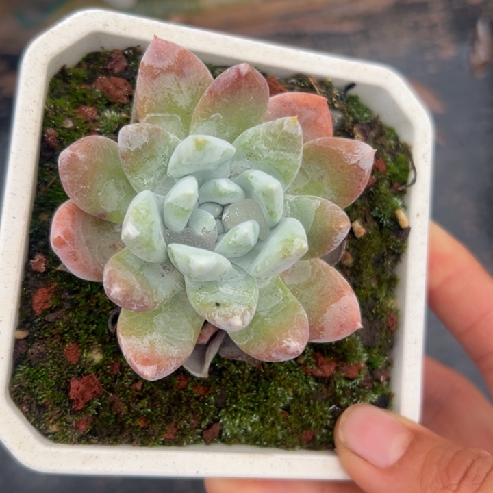 拇指杂～仙女杯10871