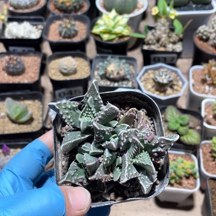 长****产727怒涛植物一颗