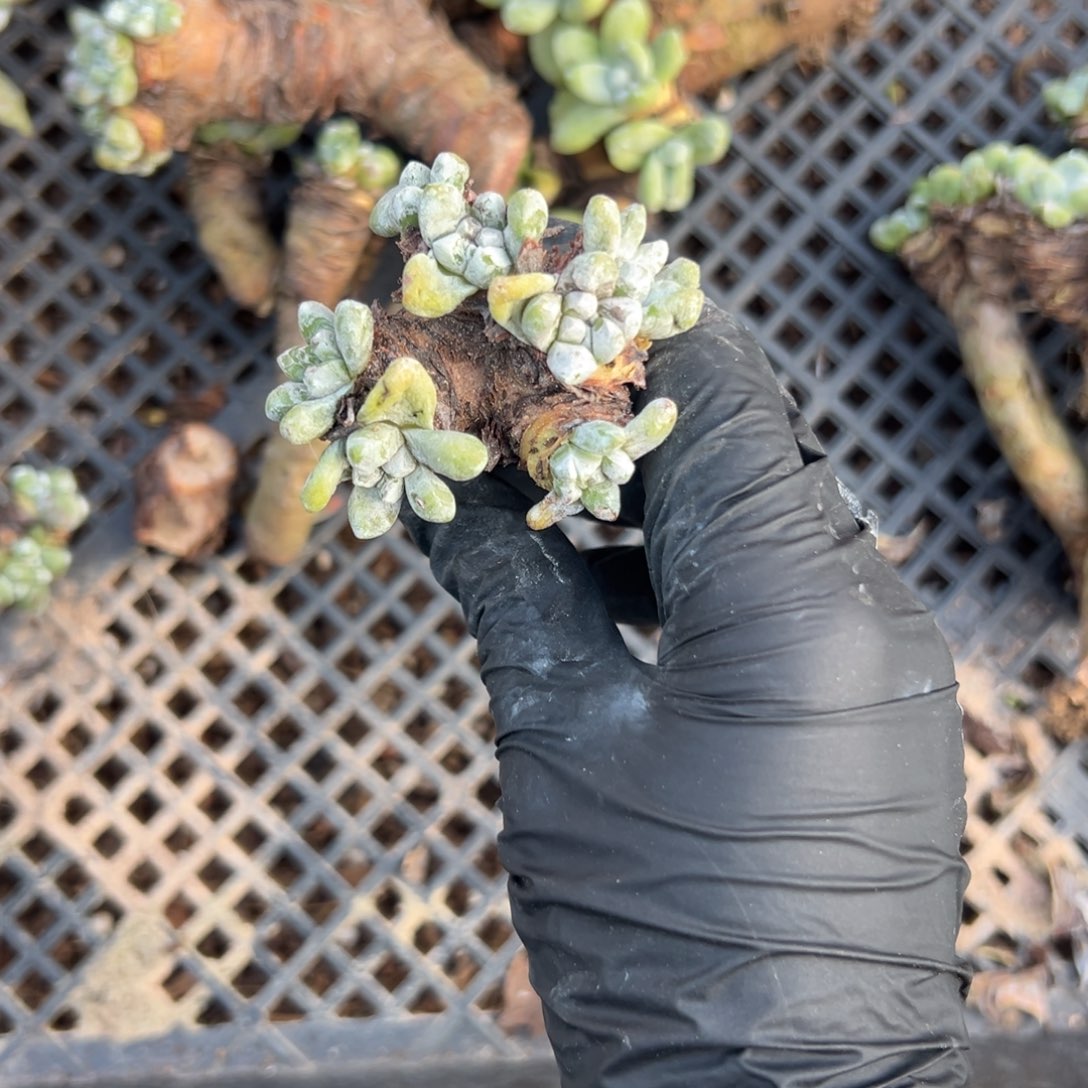 西***手谢谢宝～一物一拍785